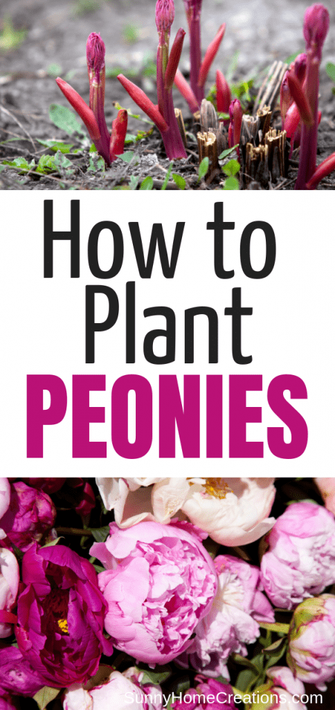 How to Grow Peonies -   16 plants Flowers projects
 ideas