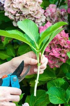 Turn One Hydrangea Plant Into Many -   16 plants Flowers projects
 ideas