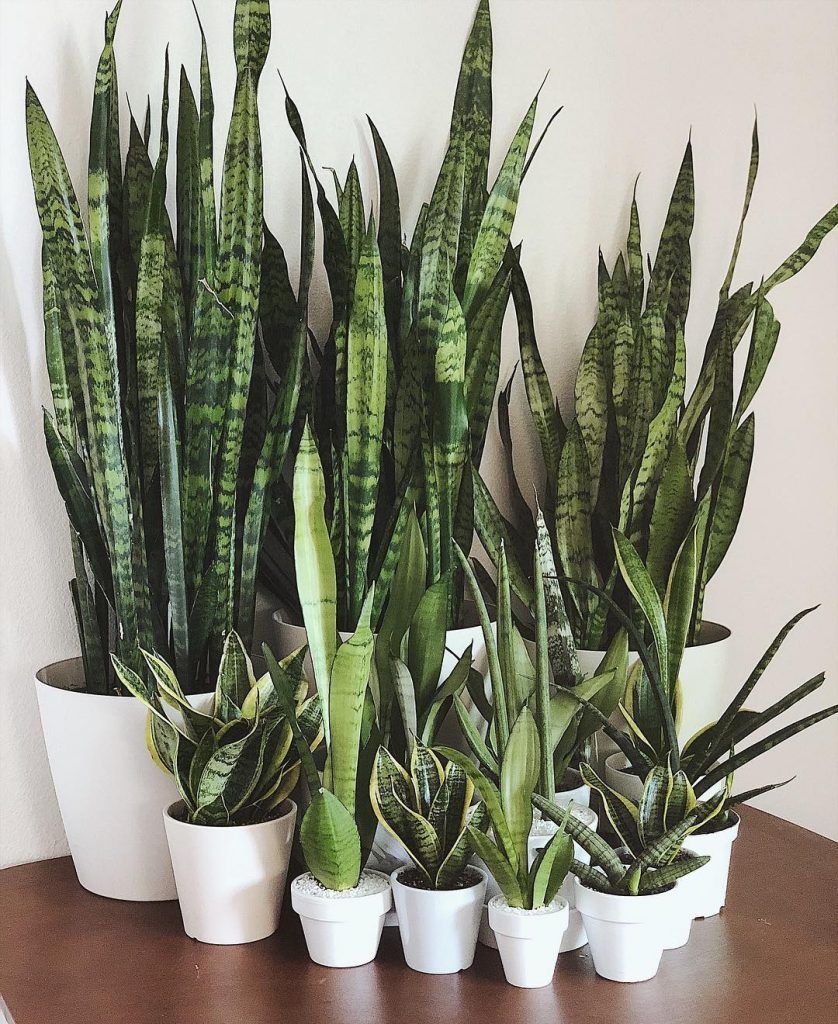 Everything You Need to Know about Snake Plants -   16 plants Green projects
 ideas