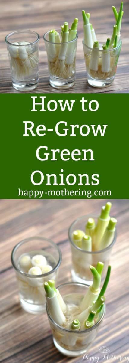 How to Re-Grow Green Onions -   16 plants Green projects
 ideas