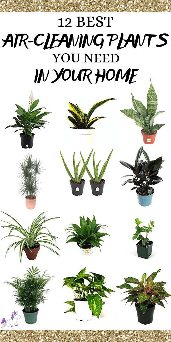 12 Best Air Cleaning Houseplants That Are Impossible To Kill! (no green thumbs needed) -   16 plants Green projects
 ideas