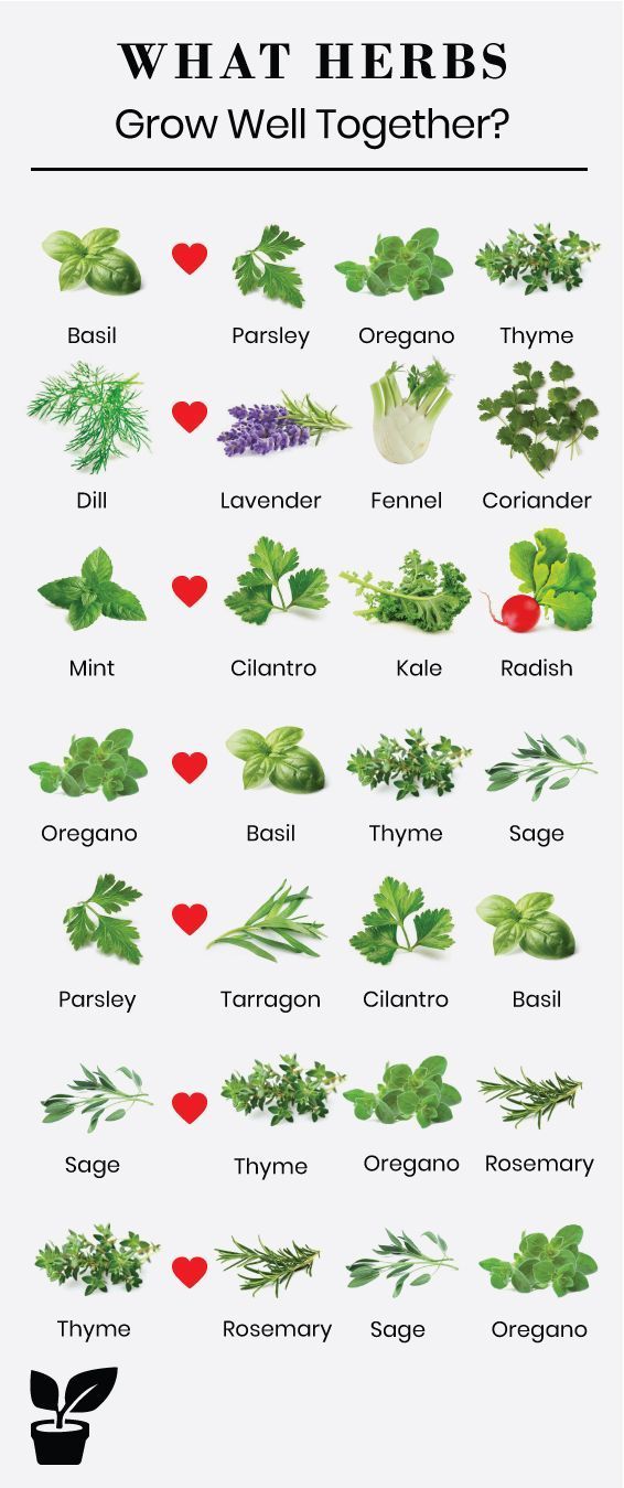 what herbs grow well together? - companion planting -   16 plants Green projects
 ideas