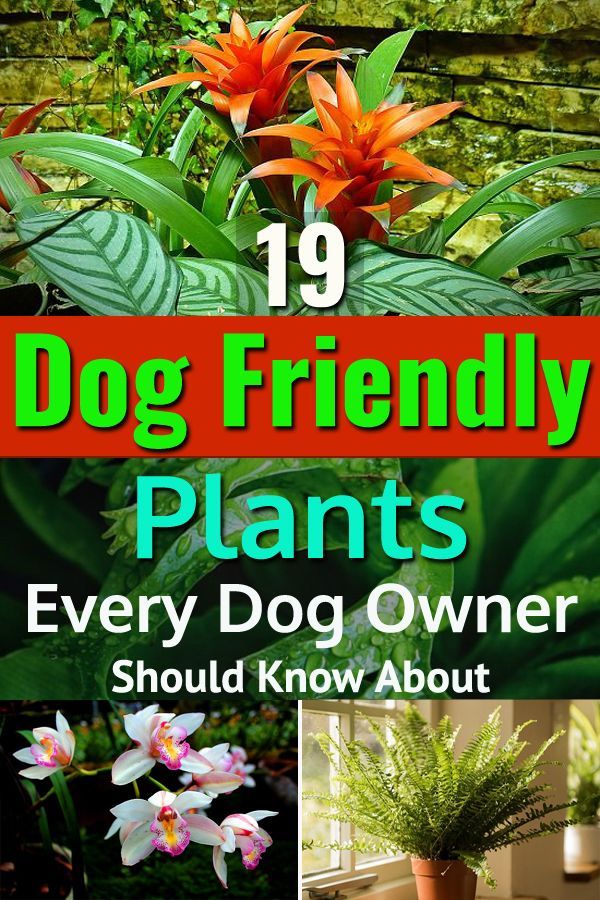 19 Dog Friendly Plants Every Dog Owner Should Know About -   16 plants Green projects
 ideas