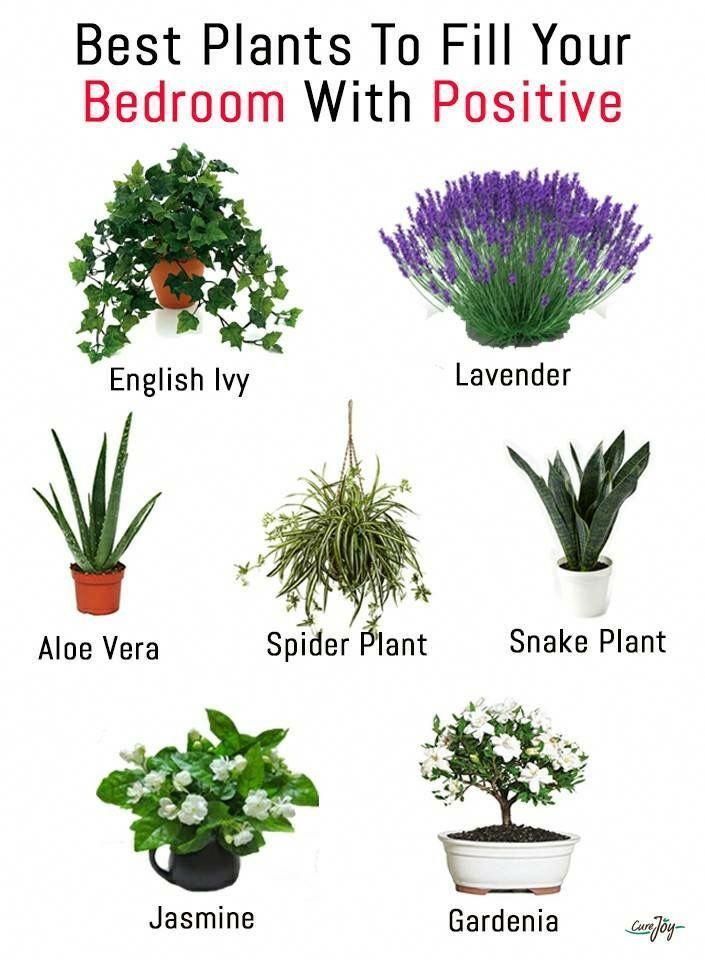 Best Bedroom Plants for Better Sleep -   16 plants Green projects
 ideas