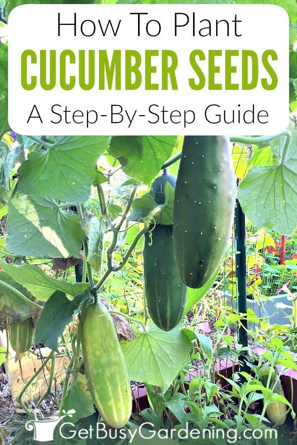 How To Plant Cucumber Seeds: A Step-By-Step Guide -   16 plants Green projects
 ideas