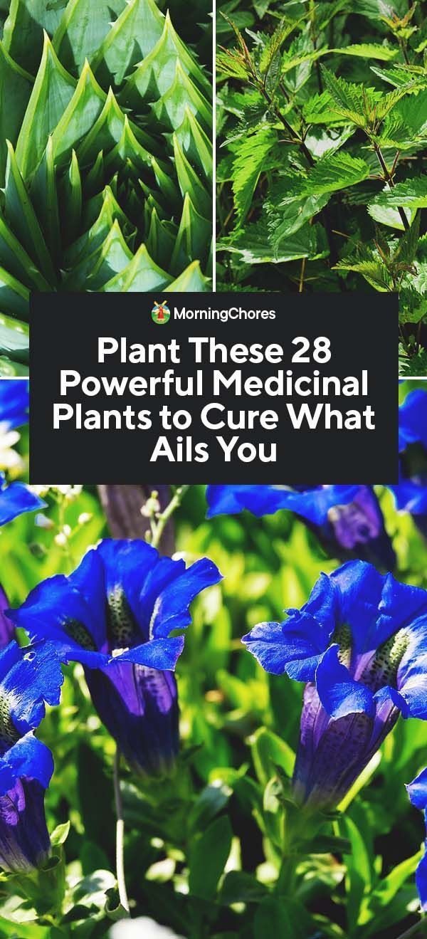 28 Powerful Medicinal Plants to Plant in Your Garden -   16 plants Green projects
 ideas