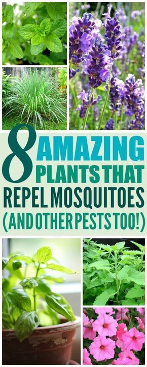 8 Amazing Plants That'll Repel Mosquitoes (And Other Pests!) -   16 plants Green projects
 ideas