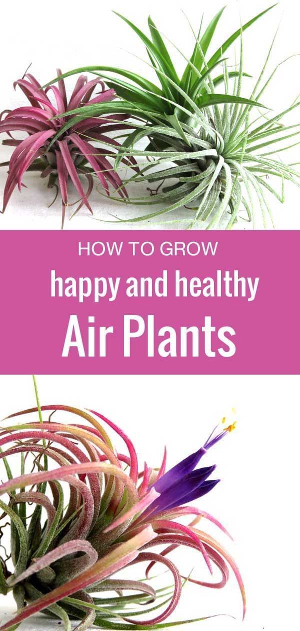 How to Care for Tillandsia Air Plants -   16 plants Green projects
 ideas