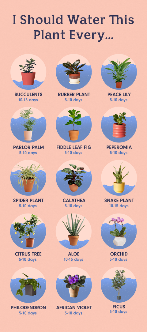 How to Water the 15 Most Popular Houseplants -   16 plants Green projects
 ideas