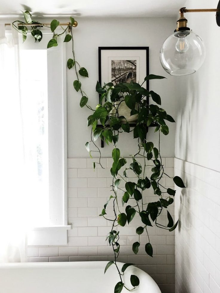 Indoor Plant Ideas - Vertical Garden, Hanging Displays -   17 planting Home interiors
 ideas