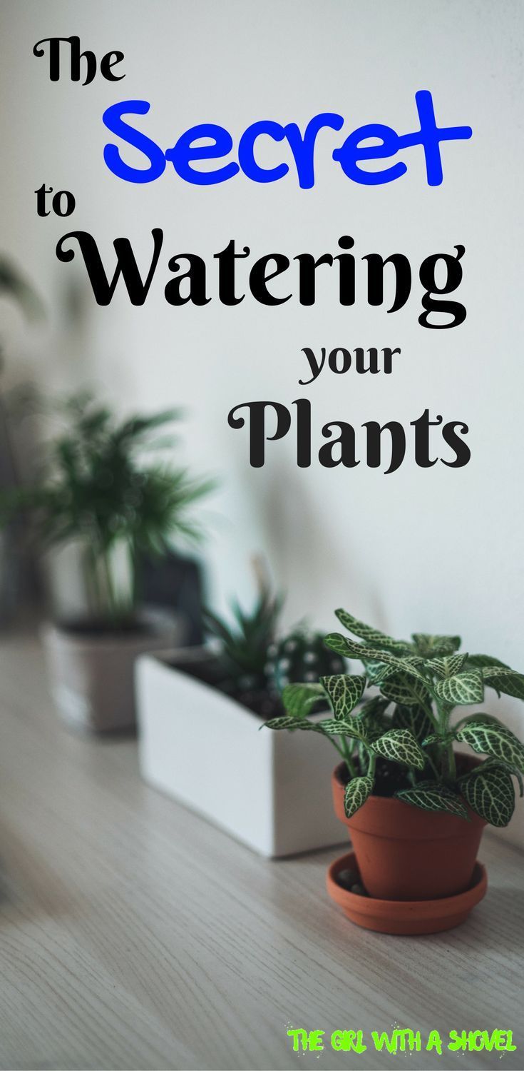 How to Water your Houseplant -   17 planting Home interiors
 ideas