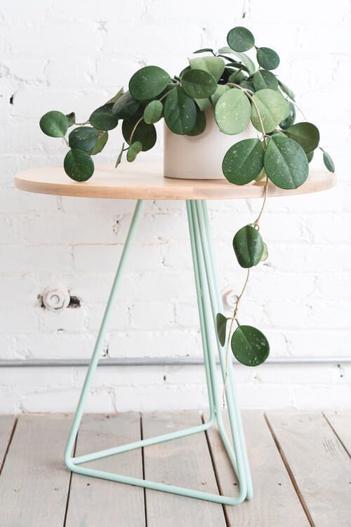 5 Gorgeous Indoor Vines To Grow In Your Home -   17 planting Home interiors
 ideas