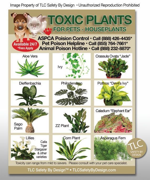 POISONOUS TOXIC PLANTS Flowers Trademarked for Pets Dogs Cats Emergency Home Alone 5” x 7” Veterinarian Approved Fridge Safety Magnet -   17 planting Home interiors
 ideas