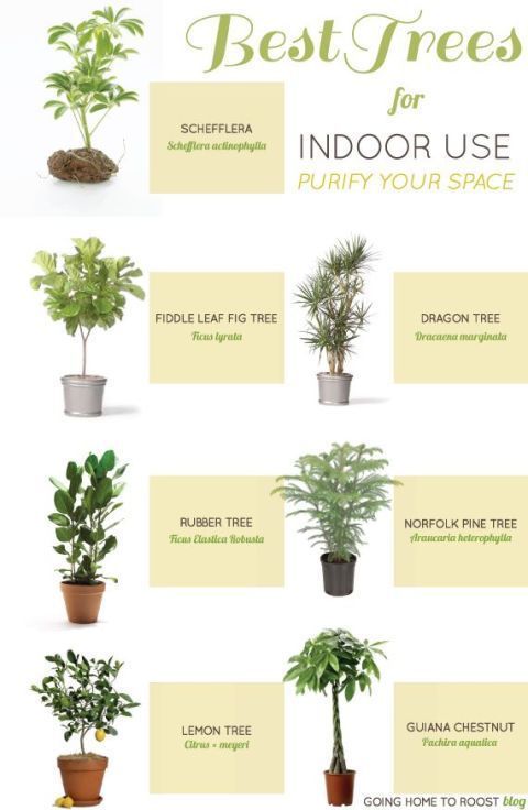 16 indoor house plant ideas to make your home look lovely -   17 planting Home interiors
 ideas