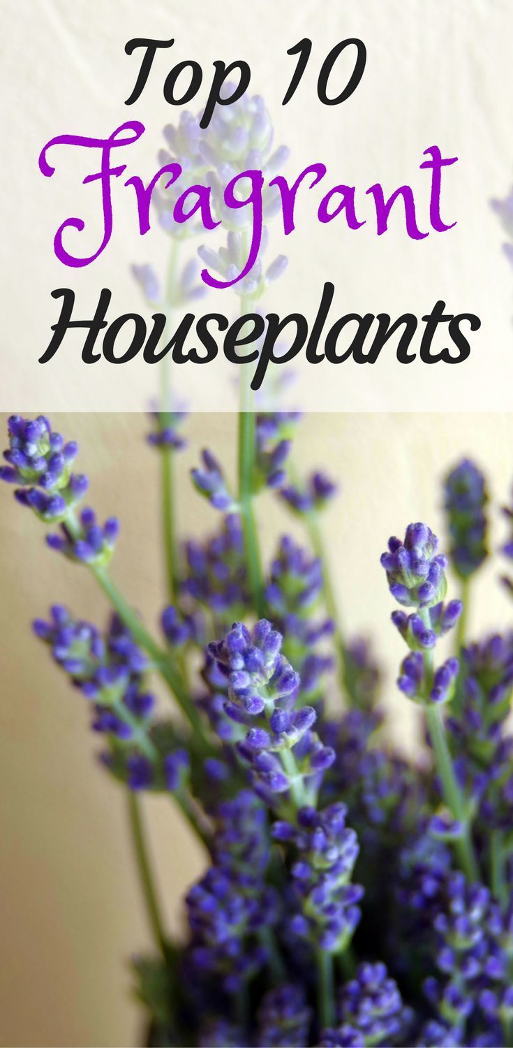 Top 10 Fragrant Houseplants -   17 planting Home interiors
 ideas