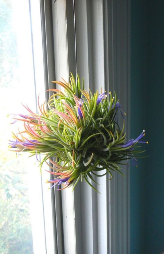Air Plants DIY Ideas In Home2 -   17 planting Home interiors
 ideas