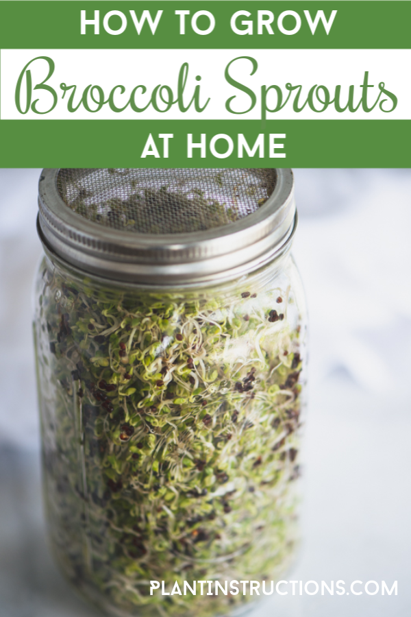 How to Grow Broccoli Sprouts at Home -   17 planting sprouts ideas