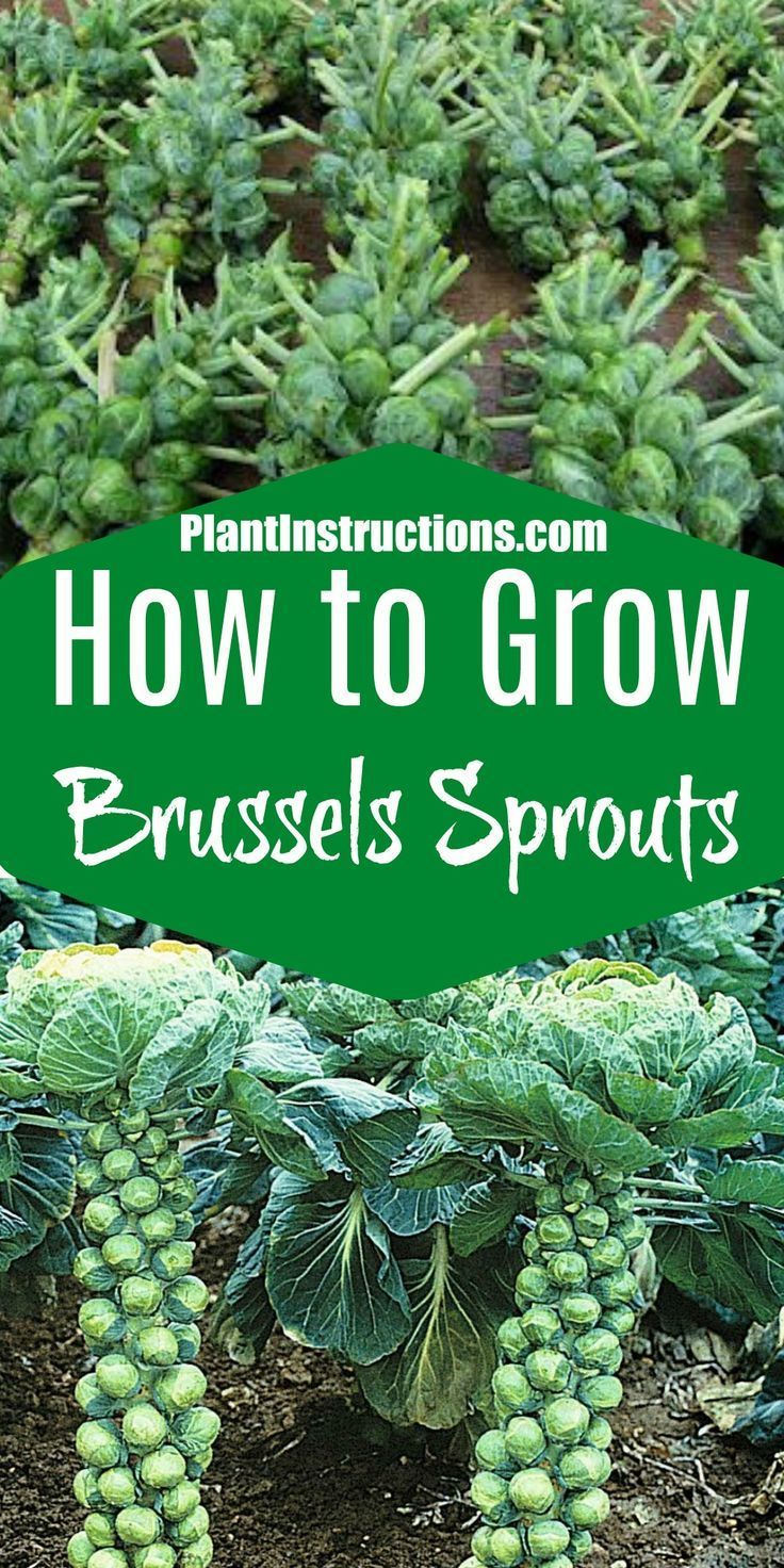 How to Grow Brussels Sprouts -   17 planting sprouts ideas