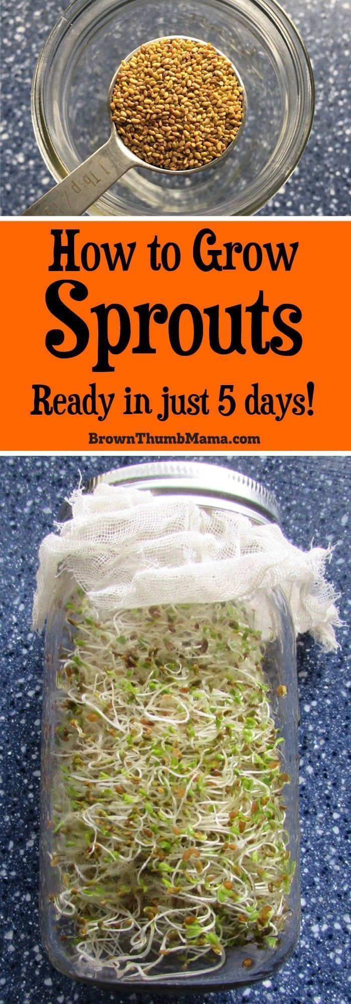 How to Grow Sprouts Indoors -   17 planting sprouts ideas