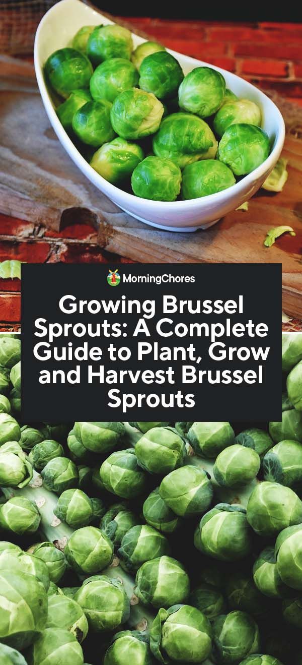 Growing Brussel Sprouts: A Complete Guide to Plant, Grow and Harvest Brussel Sprouts -   17 planting sprouts ideas