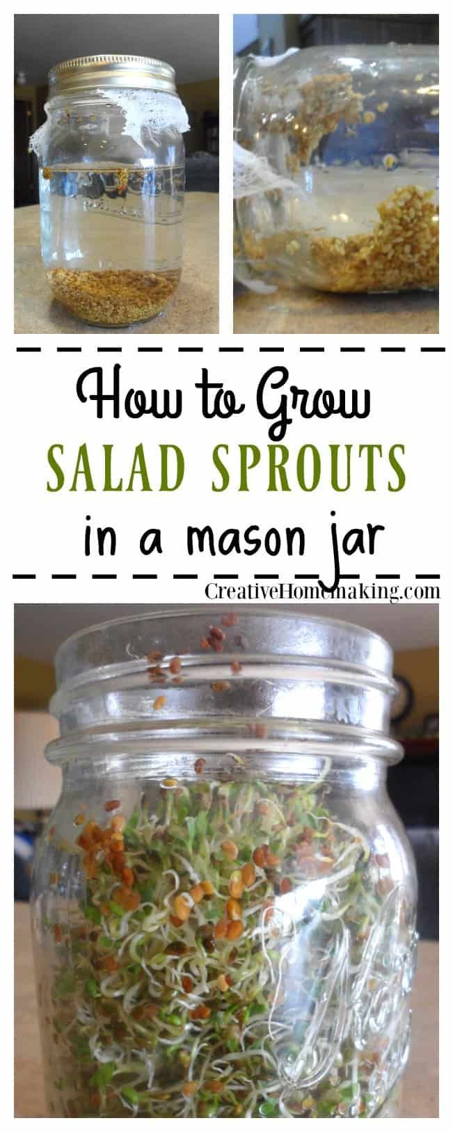 How to Grow Sprouts in a Jar -   17 planting sprouts ideas