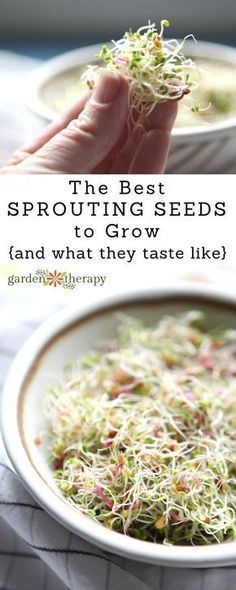 The Best Sprouting Seeds and What They Taste Like -   17 planting sprouts ideas