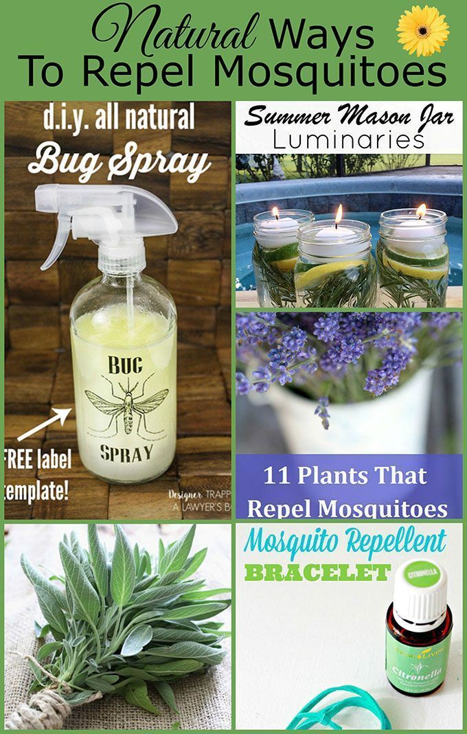 Natural Ways To Repel Mosquitoes Without Bug Spray -   17 plants That Repel Mosquitos people ideas