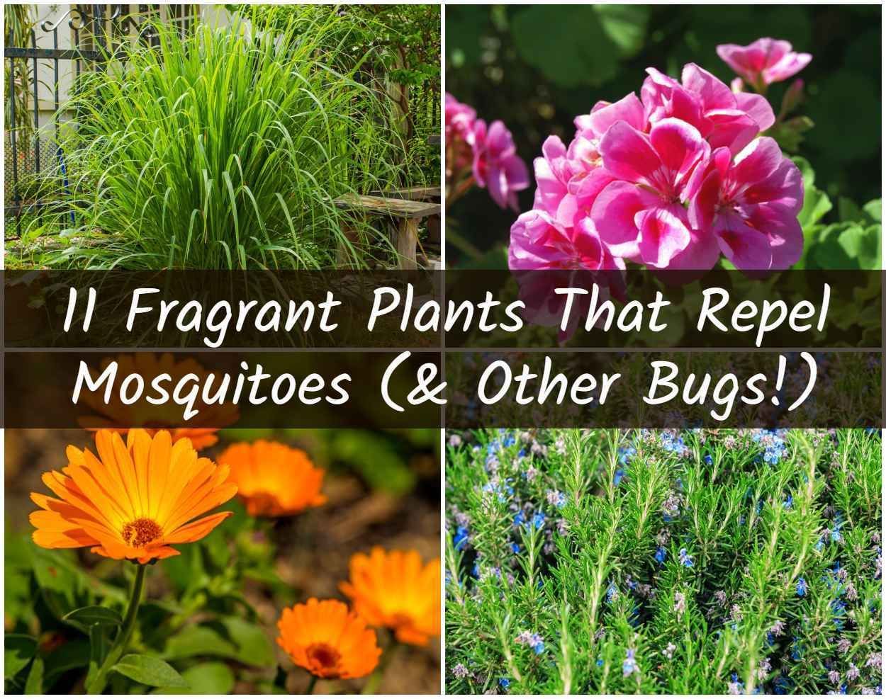 11 Fragrant Plants That Repel Mosquitoes -   17 plants That Repel Mosquitos people ideas