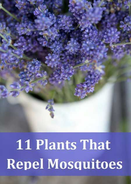 13 Plants That Repel Mosquitoes -   17 plants That Repel Mosquitos people ideas