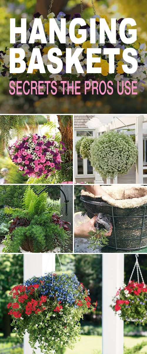 Hanging Flower Baskets : 5 Secrets the Pros Use -   23 plants Hanging lush ideas