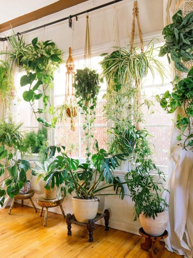 How to Bring Life to Your Home With Houseplants -   23 plants Hanging lush ideas