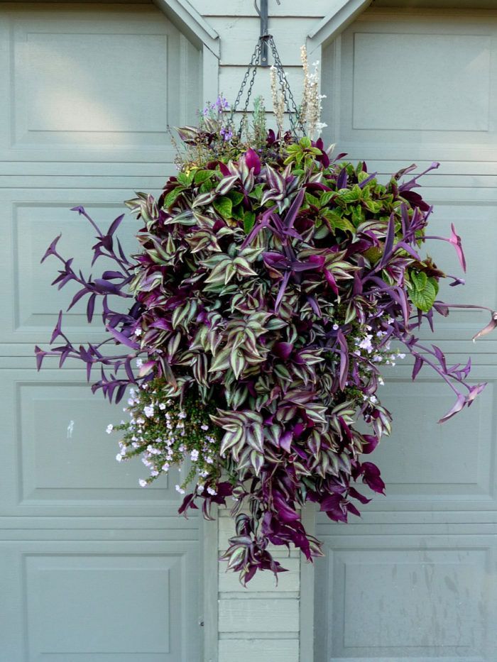 How to Make and Plant a Hanging Basket -   23 plants Hanging lush ideas