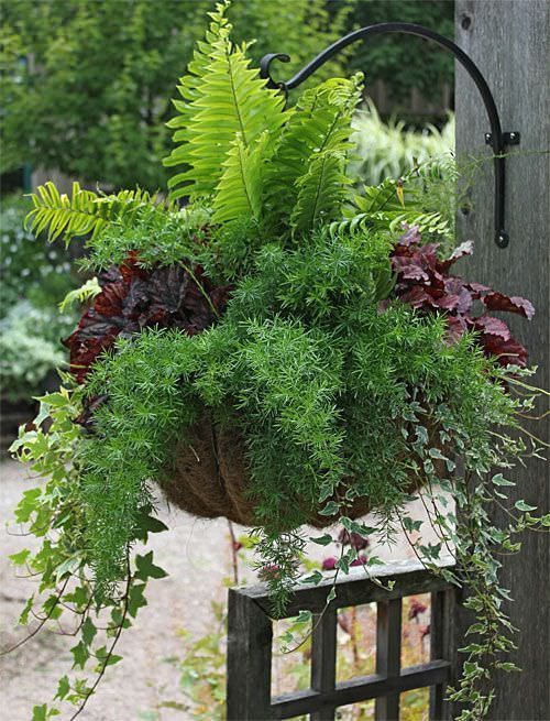 Hanging Flower Baskets : 5 Secrets the Pros Use -   23 plants Hanging lush ideas