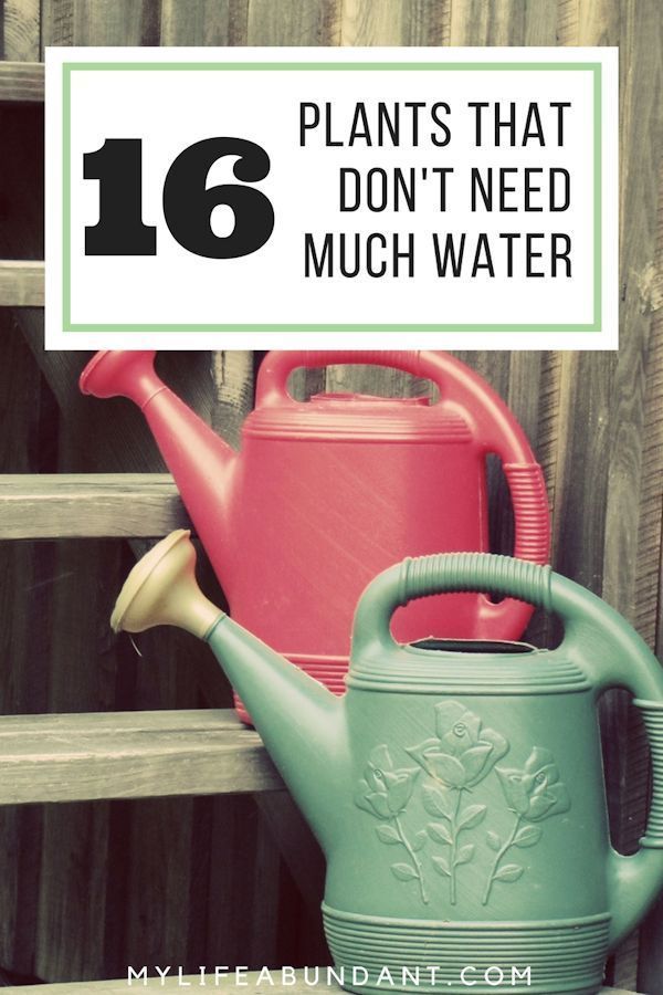 16 Plants That Don't Need Much Water -   8 water plants Quotes
 ideas