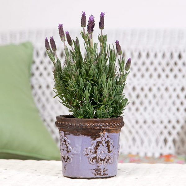 Planting lavender in pots -   11 lavender plants Painting ideas
