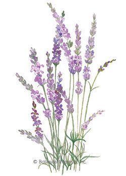 English Tall/Vera Lavender Seeds -   11 lavender plants Painting ideas