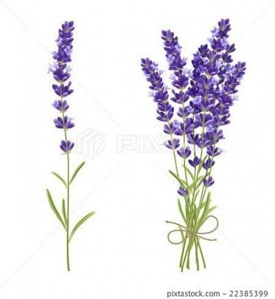 11 lavender plants Painting ideas