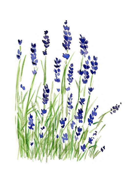 Lavender plant art print, Lavender watercolor print, purple lavender, green, Plants, Botanical herb, February birthday, mothers day -   11 lavender plants Painting ideas