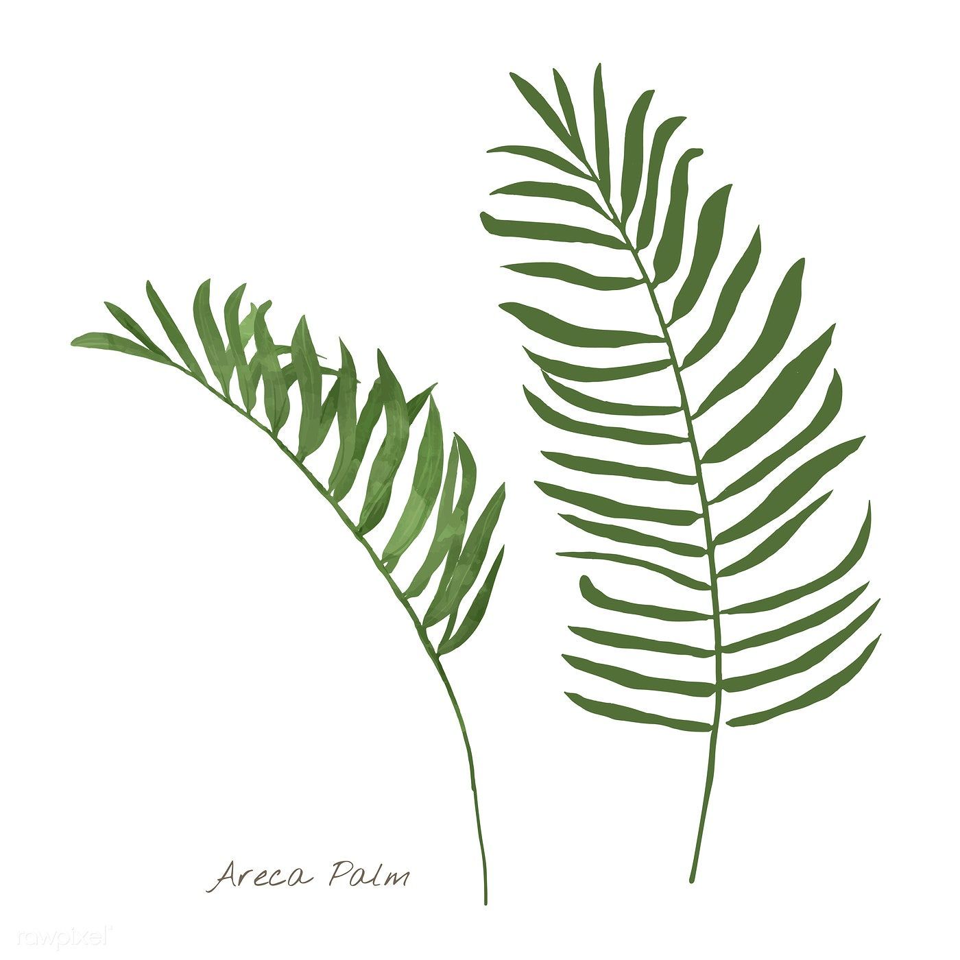 Download premium vector of Areca palm leaf isolated on white background -   11 palm plants Illustration ideas