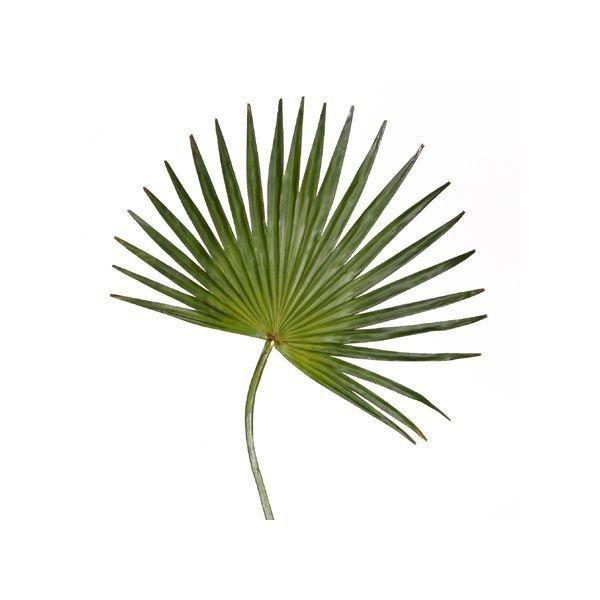 large artificial palm leaf fan – selling foliage … вќ¤ liked on Polyvore -   11 palm plants Illustration ideas