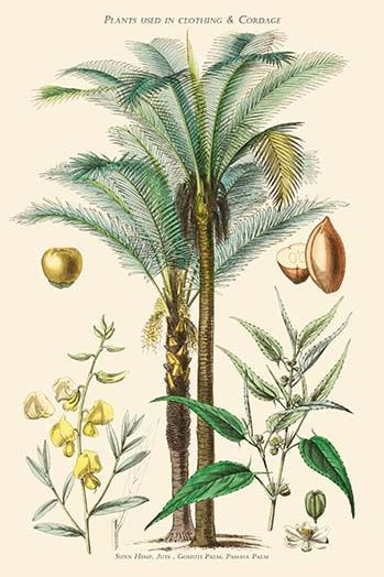Plants Used in Clothing and Cordage. Gomuti Palm, Piassava Palm, Sunn Hemp, Jute by William R... -   11 palm plants Illustration ideas