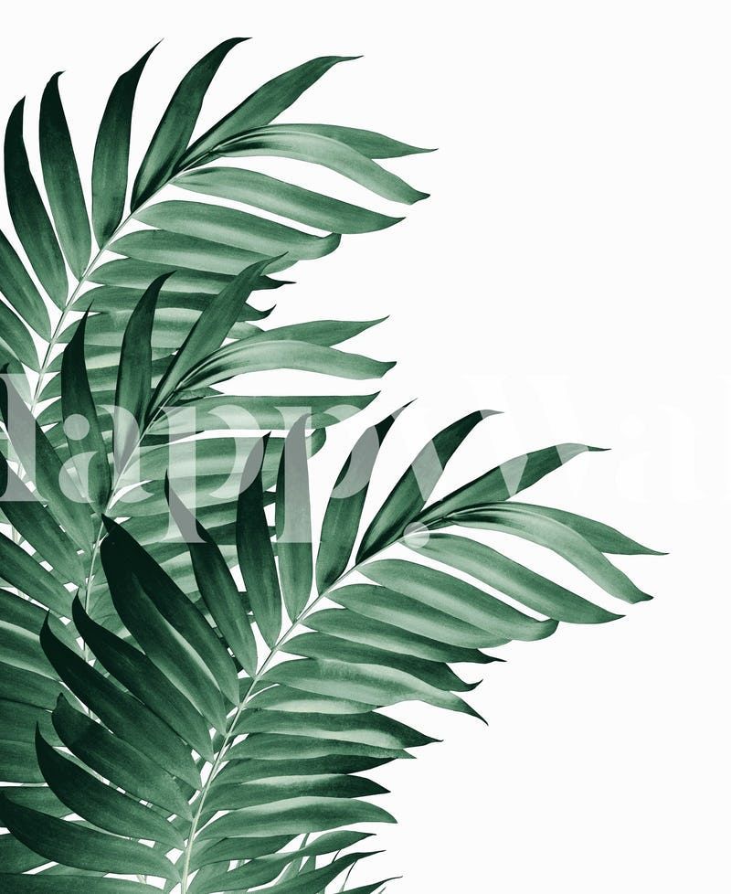 Palm Leaves Tropical Green 3 Wall mural -   11 palm plants Illustration ideas