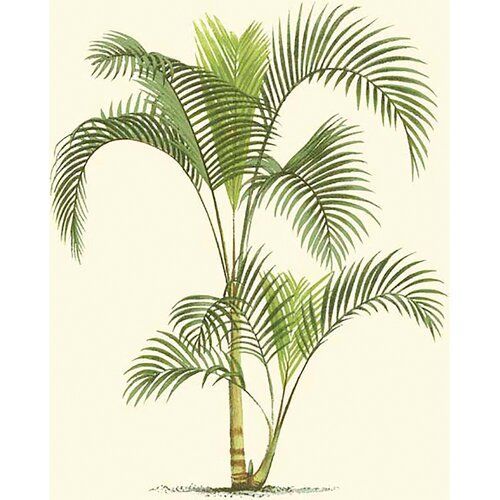 'Coastal Palm IV' Graphic Art Print on Canvas East Urban Home -   11 palm plants Illustration ideas
