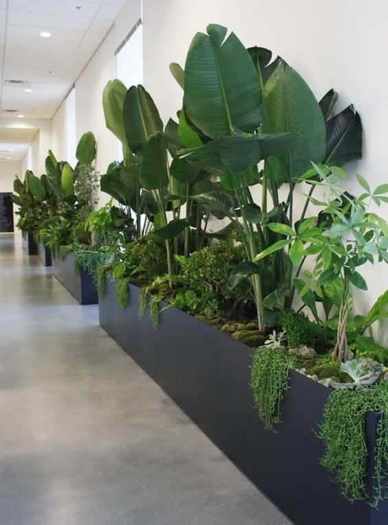 30+ Beautiful Indoor Plants Design in Your Interior Home -   13 office planting ideas