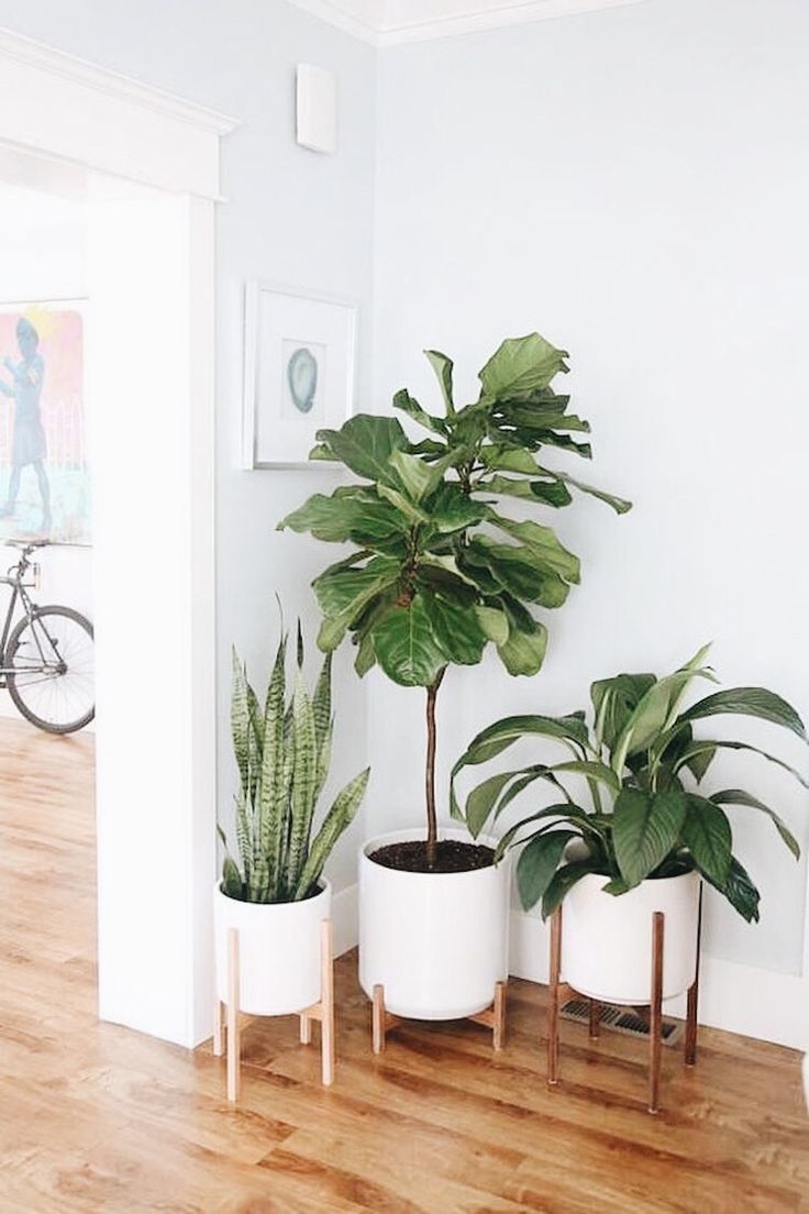 The 15 best indoor plants for minimalist homes -   13 office planting ideas