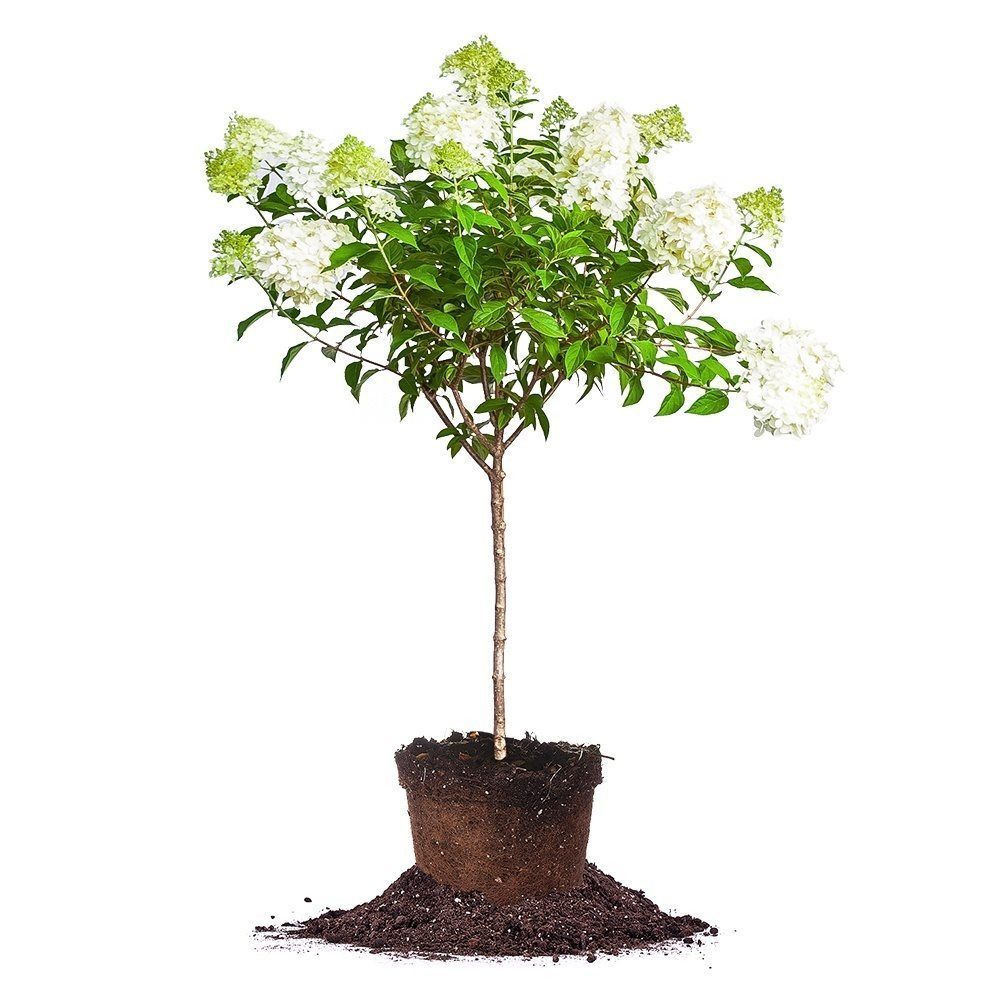 Limelight Hydrangea Tree -   13 planting Landscaping texture ideas