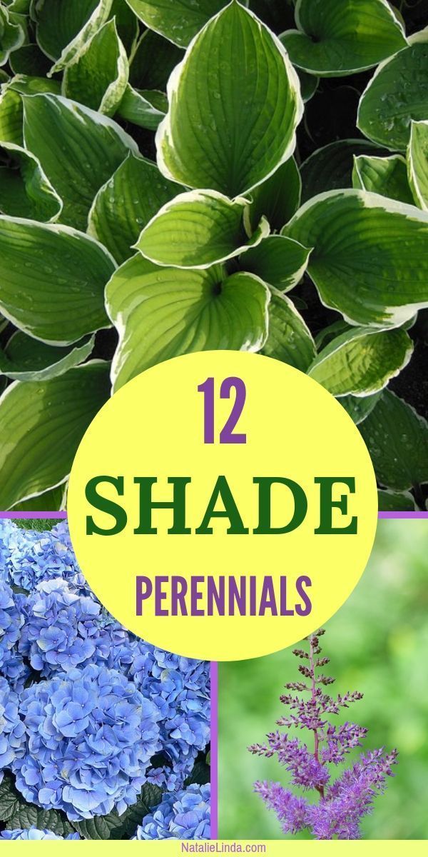 12 Shade Perennials that Will Beautify Sheltered Areas of Your Yard -   13 planting Landscaping texture ideas