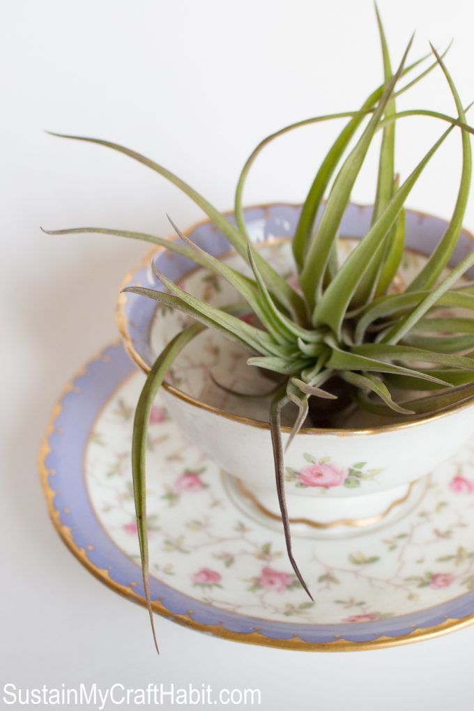 Have you Heard of Air Plants? -   13 plants Decor cups ideas