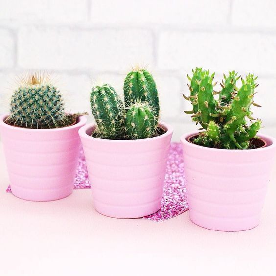 50 DAZZLING YET BEAUTIFUL CACTUS POTS - Page 14 of 50 -   13 plants Decor cups ideas