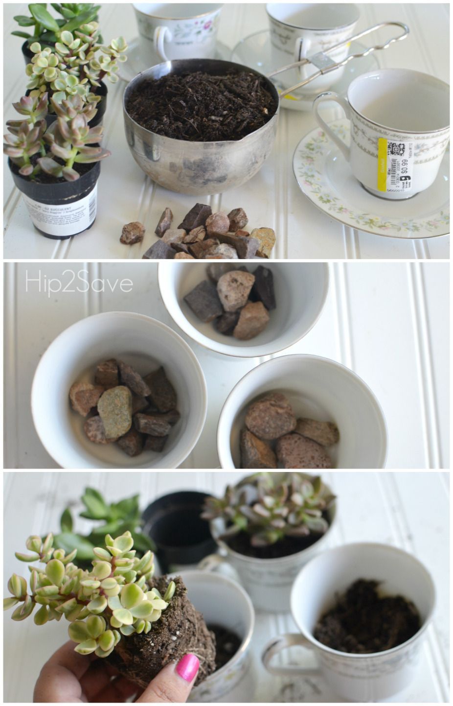 Succulent Tea Cups (Mother's Day Gift Idea -   13 plants Decor cups ideas